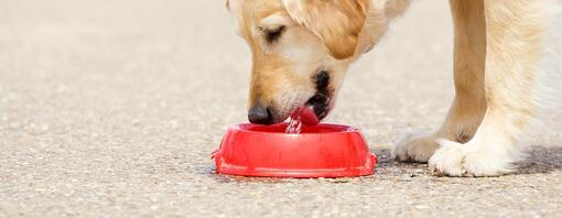 Dog Hydration All You Need to Know Purina